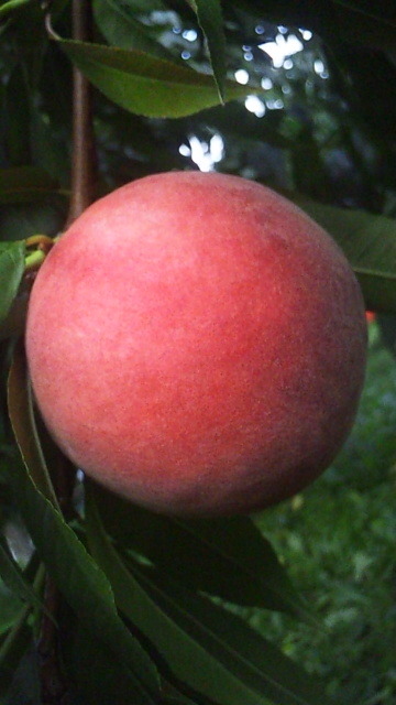 DVC00437.jpg